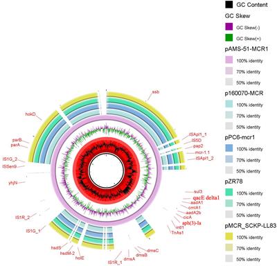 Complete genome sequences of two Escherichia coli clinical isolates from Egypt carrying mcr-1 on IncP and IncX4 plasmids